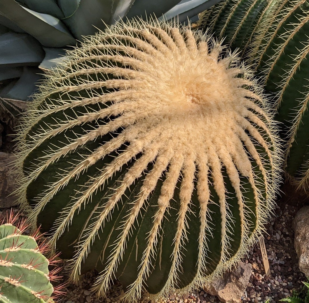 Cactus from Volunteer Park Conservatory near Seattle