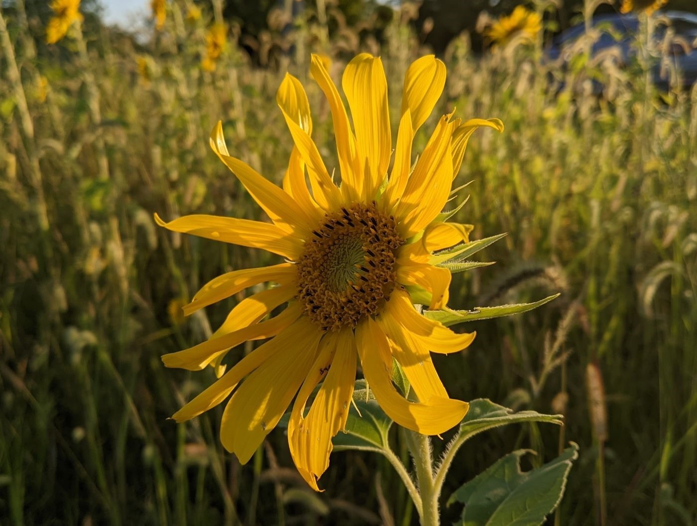 A single bright yellow Sunflower