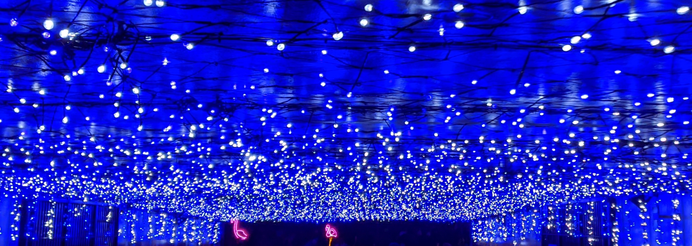 Columbus, Ohio Zoo Lights Columbus, Ohio Zoo Lights