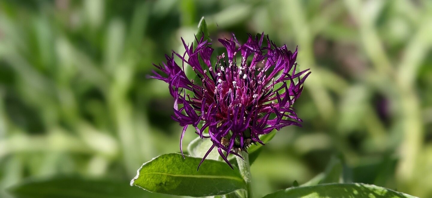 purple flower