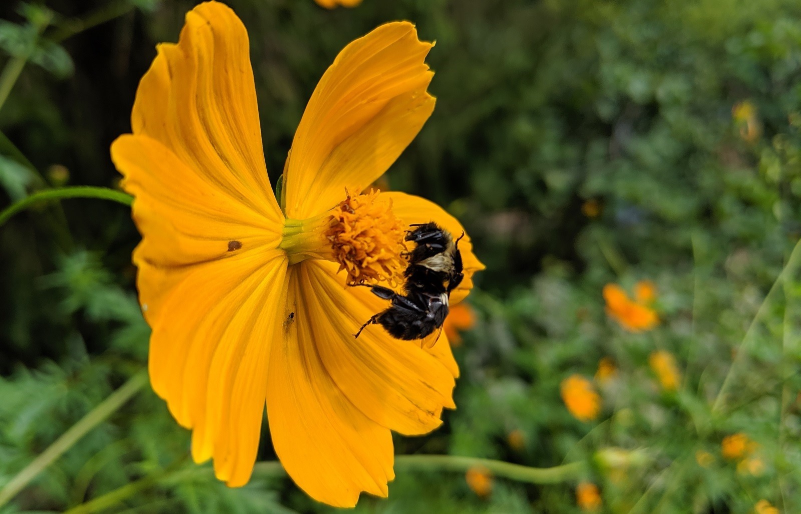 Bugs in Columbus Metro Park