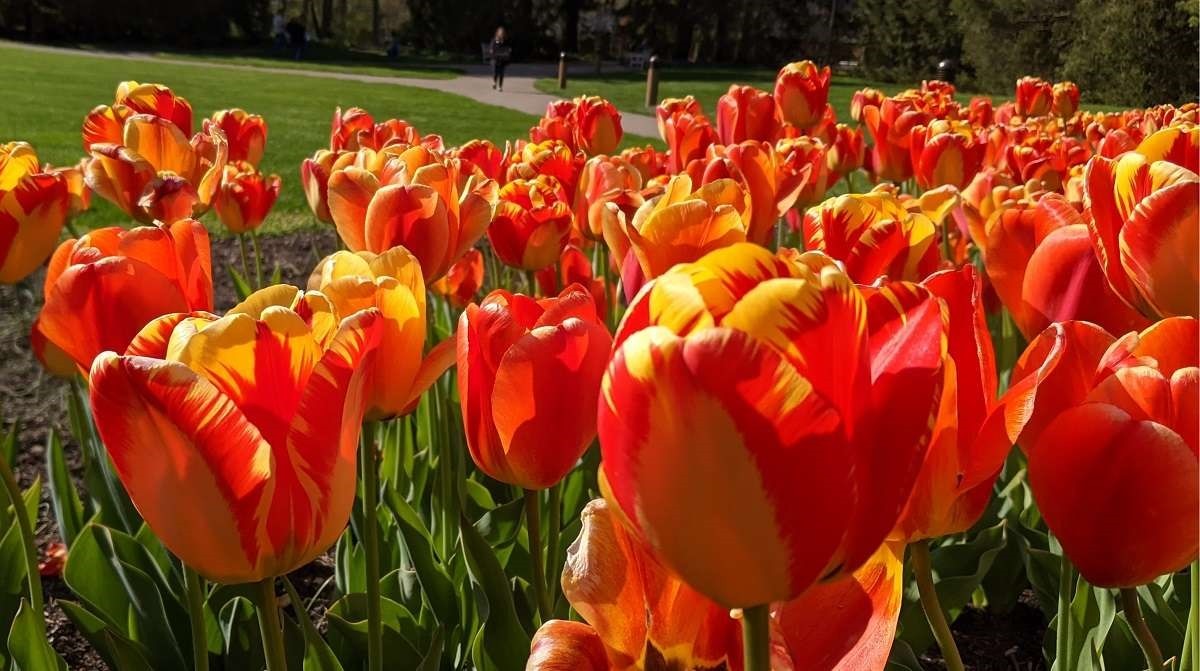 Flowers in the sun 